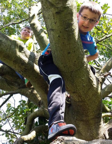 2-boys-in-tree
